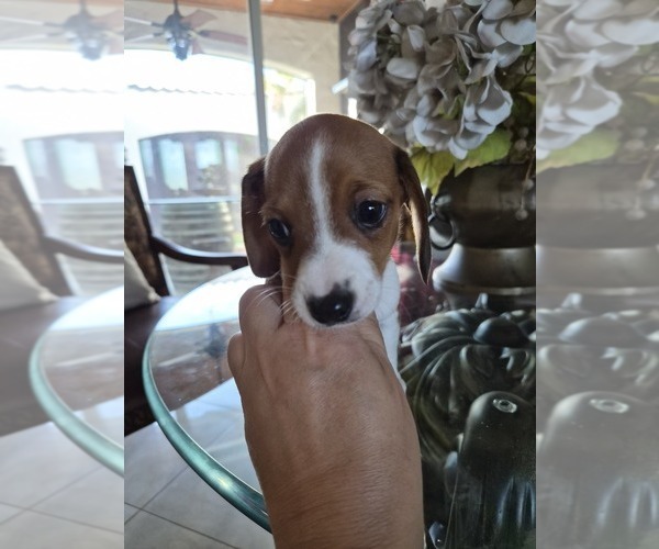 Medium Photo #10 Dachshund Puppy For Sale in SAINT CLOUD, FL, USA