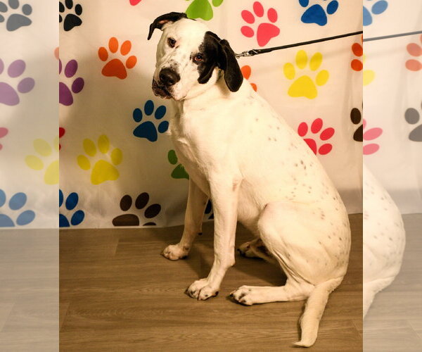 Medium Photo #1 Mutt Puppy For Sale in Brooklyn Center, MN, USA