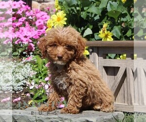 Poodle (Miniature) Puppy for sale in QUARRYVILLE, PA, USA