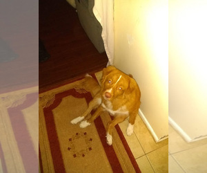 Nova Scotia Duck Tolling Retriever Puppy for sale in E BRUNSWICK, NJ, USA