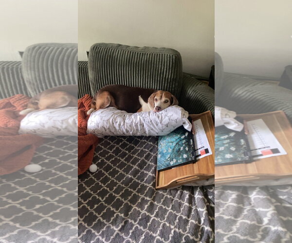 Medium Photo #14 Beagle Puppy For Sale in Tampa, FL, USA