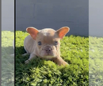 Small Photo #19 French Bulldog Puppy For Sale in CALABASAS HILLS, CA, USA