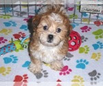 Small Photo #10 ShihPoo Puppy For Sale in ORO VALLEY, AZ, USA