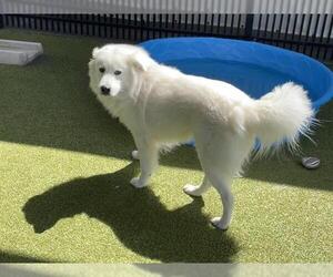 Kuvasz Dogs for adoption in Waco, TX, USA