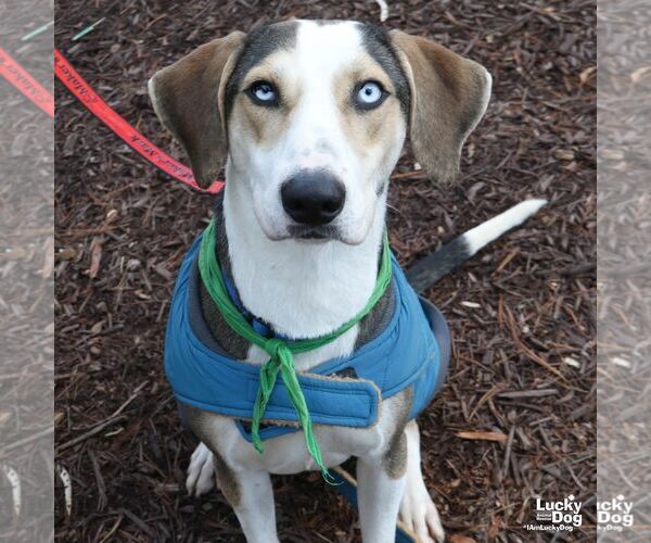 Medium Photo #6 Labrador Retriever-Unknown Mix Puppy For Sale in Washington, DC, USA