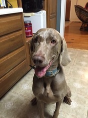 Mother of the Weimaraner puppies born on 10/15/2017