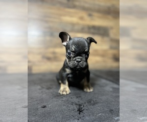 French Bulldog Puppy for sale in HOMESTEAD, FL, USA