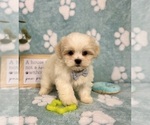 Small #2 Mal-Shi