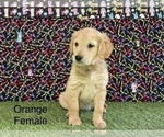 Small Photo #14 Golden Retriever Puppy For Sale in CORONA, CA, USA