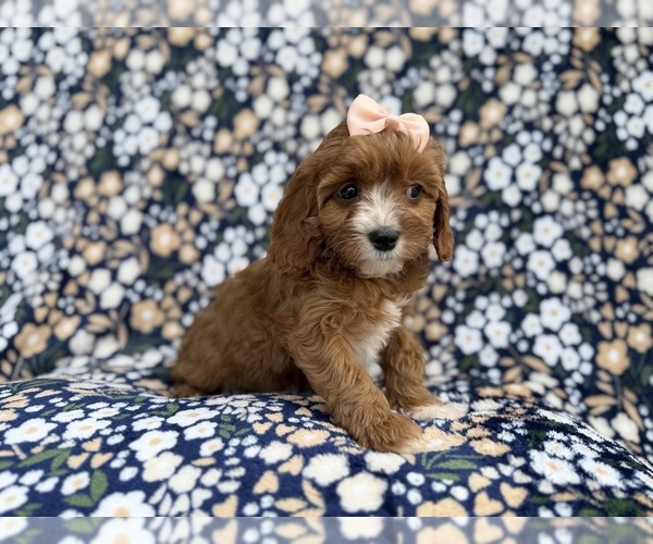 Medium Photo #7 Cavapoo (Miniature) Puppy For Sale in LAKELAND, FL, USA