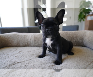 French Bulldog Puppy for sale in SAN FRANCISCO, CA, USA
