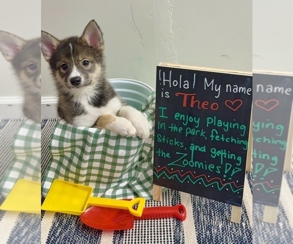Medium Photo #14 Pomsky-Shiba Inu Mix Puppy For Sale in NASHUA, NH, USA