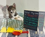 Small #4 Pomsky-Shiba Inu Mix