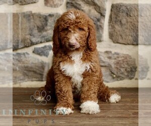 Goldendoodle mix (+ Poodle Standard) Puppy for sale in RONKS, PA, USA