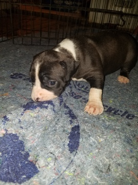 Medium Photo #20 American Pit Bull Terrier Puppy For Sale in GRIFFIN, GA, USA