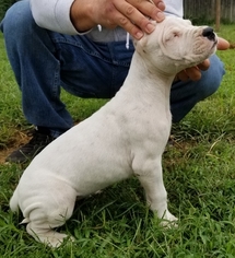 Dogo Argentino Puppy for sale in PATCHOGUE, NY, USA