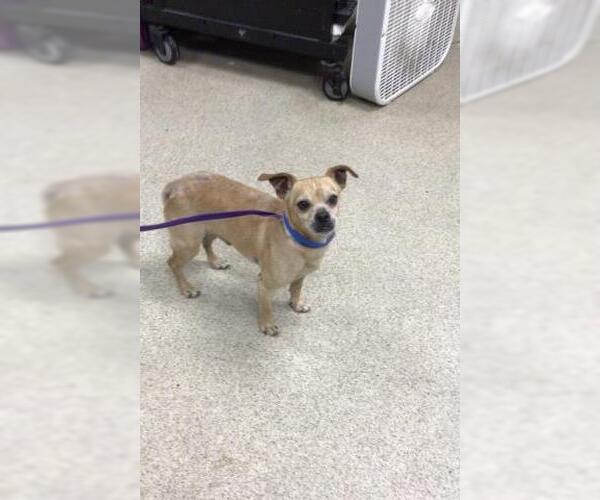 Medium Photo #1 Chihuahua Puppy For Sale in Riverside, CA, USA