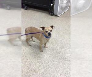Chihuahua Dogs for adoption in Riverside, CA, USA
