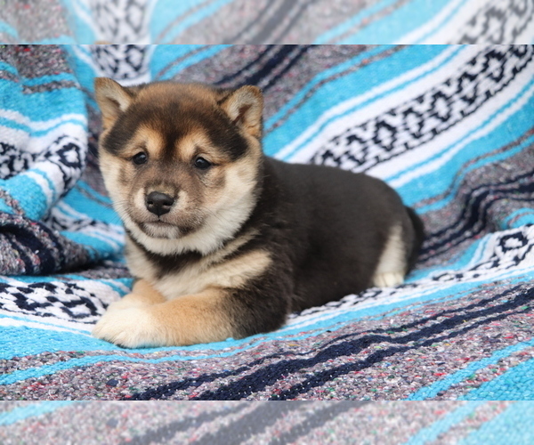 Full screen Photo #1 Shiba Inu Puppy For Sale in SHILOH, OH, USA