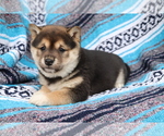Small Photo #1 Shiba Inu Puppy For Sale in SHILOH, OH, USA
