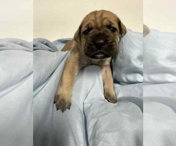 Medium Photo #6 Cane Corso Puppy For Sale in CAMBY, IN, USA