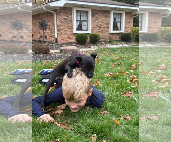 Medium Photo #3 American Pit Bull Terrier-Unknown Mix Puppy For Sale in Germantown, OH, USA