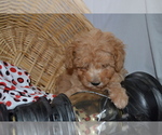 Small Photo #4 Cavapoo (Miniature)-Poodle (Toy) Mix Puppy For Sale in GREENWOOD, WI, USA