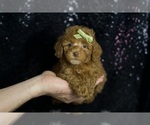 Small #2 Poodle (Toy)