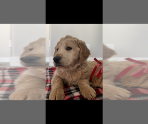 Double Doodle Puppy for sale in CANE BEDS, AZ, USA