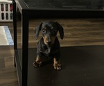 Small Photo #1 Dachshund Puppy For Sale in SAN ANTONIO, TX, USA