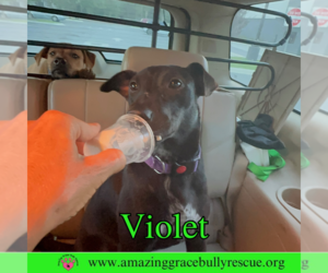 Violet - Female Labrador Retriever-Unknown Mix Dog for Adoption - Photo #2