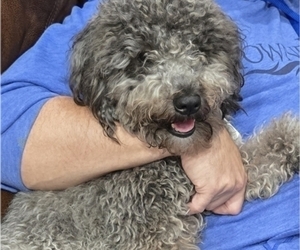 Mother of the Whoodle (Miniature) puppies born on 11/25/2025