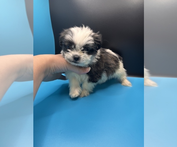 Medium Photo #7 Maltipoo-Shih Tzu Mix Puppy For Sale in SAINT AUGUSTINE, FL, USA