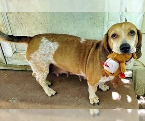 Basset Hound-Unknown Mix Dogs for adoption in Deepwater, NJ, USA