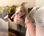 Puppy Riders up Australian Shepherd