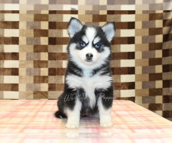 Medium Photo #3 Pomsky Puppy For Sale in DENVER, PA, USA