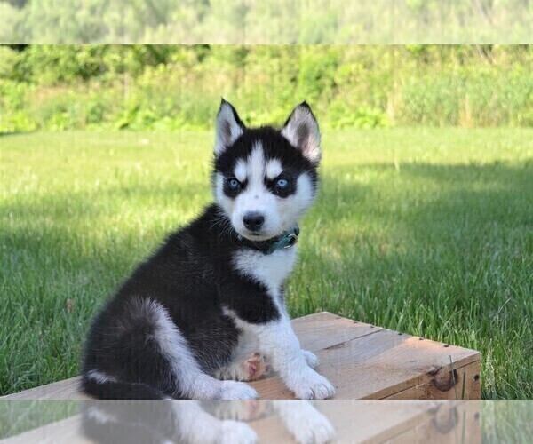 Medium Photo #4 Siberian Husky Puppy For Sale in GOSHEN, IN, USA