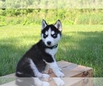 Small Photo #4 Siberian Husky Puppy For Sale in GOSHEN, IN, USA