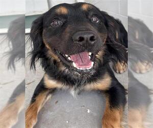 Australian Shepherd-Unknown Mix Dogs for adoption in Rosenberg, TX, USA