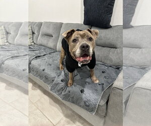 Rosie - Female American Staffordshire Terrier-Staffordshire Bull Terrier Mix Dog for Adoption - Photo #6