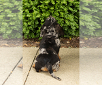 Small #4 Dachshund