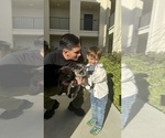 Small #3 French Bulldog