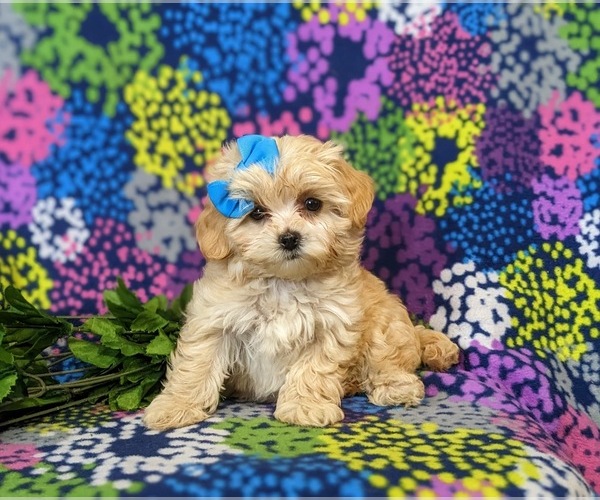 Medium Photo #1 Maltipoo Puppy For Sale in ATGLEN, PA, USA