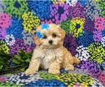 Small Photo #1 Maltipoo Puppy For Sale in ATGLEN, PA, USA