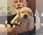 Small Photo #6 Labrador Retriever Puppy For Sale in HIGH POINT, NC, USA