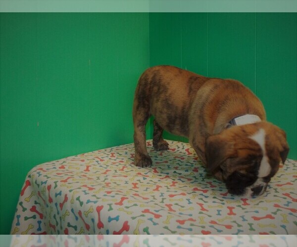 Medium Photo #1 Beabull Puppy For Sale in PATERSON, NJ, USA