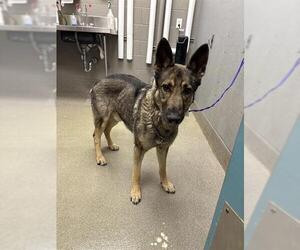 German Shepherd Dog-Unknown Mix Dogs for adoption in Las Vegas, NV, USA
