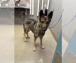 Small German Shepherd Dog Mix