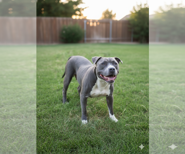 Medium Photo #5 Mutt Puppy For Sale in Spotsylvania, VA, USA