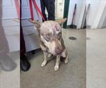 Small Photo #2 Gerberian Shepsky Puppy For Sale in San Bernardino, CA, USA
